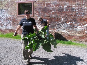 13-14_19 saving the rhubarb