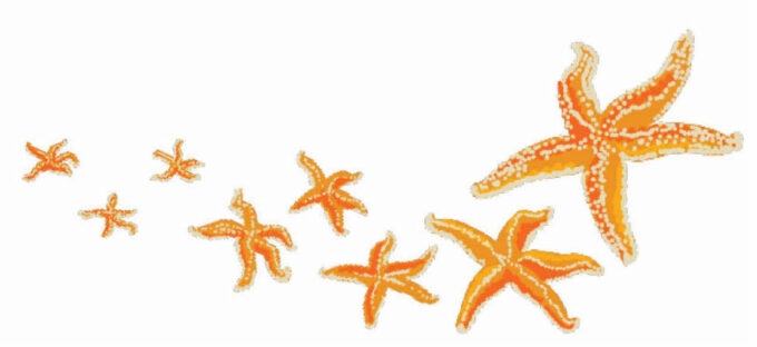 eight orange starfish of varying sizes