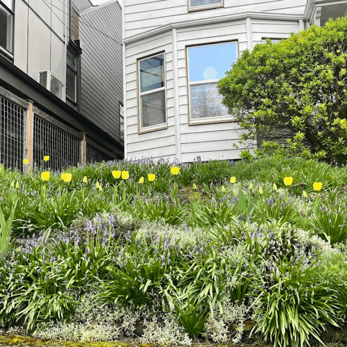 Yellow tulips blooming in a green front garden in front of the bay window of a house